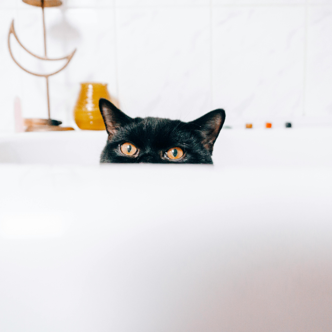 >Option 4: Just “curious”