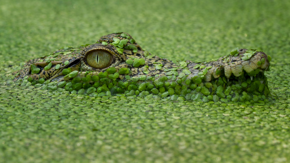 Risk and reward in Power Platform