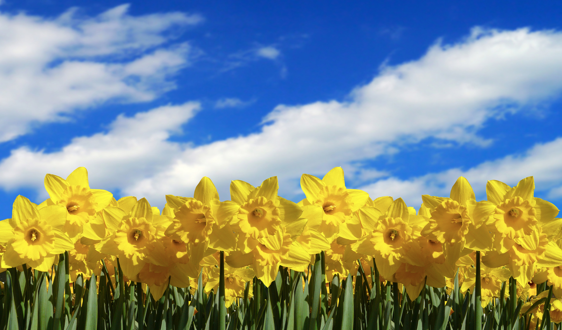 Cyber Security Check-In